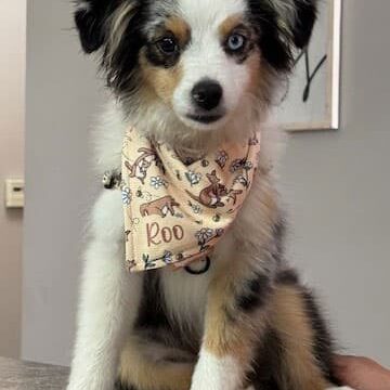 Roo, mascot for Viola Home Telephone